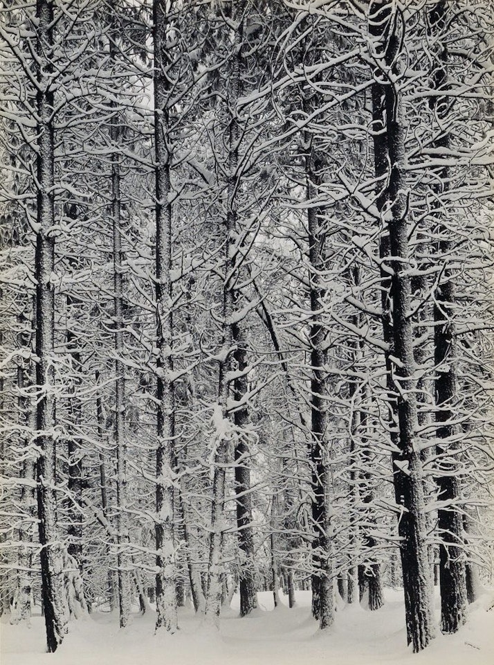 Winter In Yosemite [pine Forest In Snow] by Ansel Adams