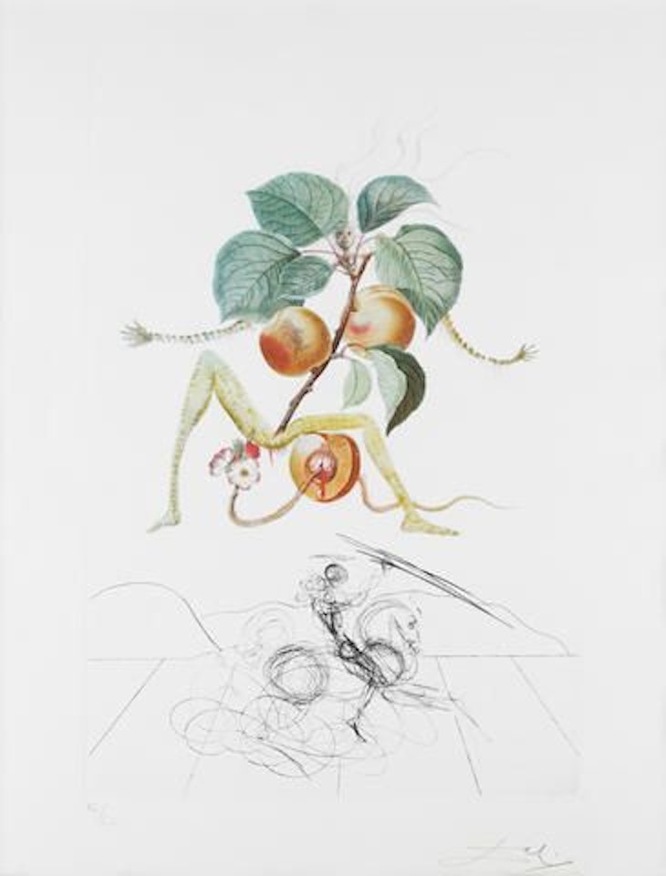 Abricot Chevalier (from FlorDali/Les Fruits) by Salvador Dali