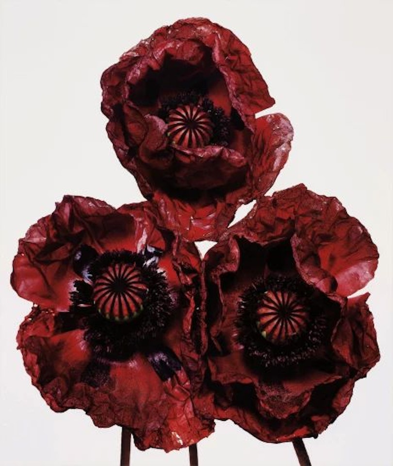 Three Poppies, Arab Chief, New York by Irving Penn