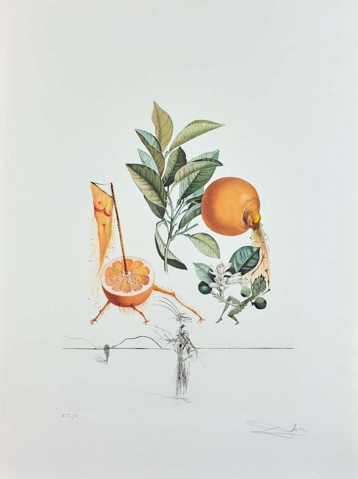 Flordali - Pamplemousse érotique by Salvador Dali