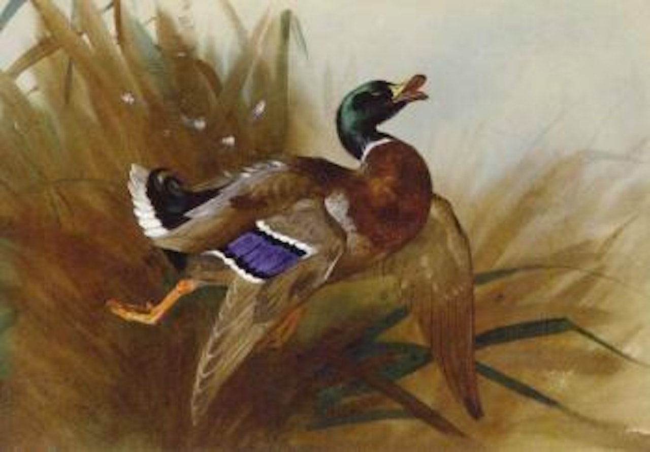 Mallard duck by Archibald Thorburn