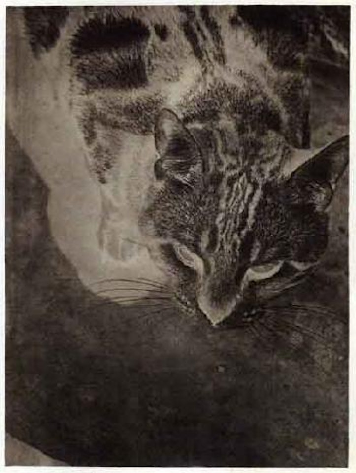 Cat by László Moholy-Nagy