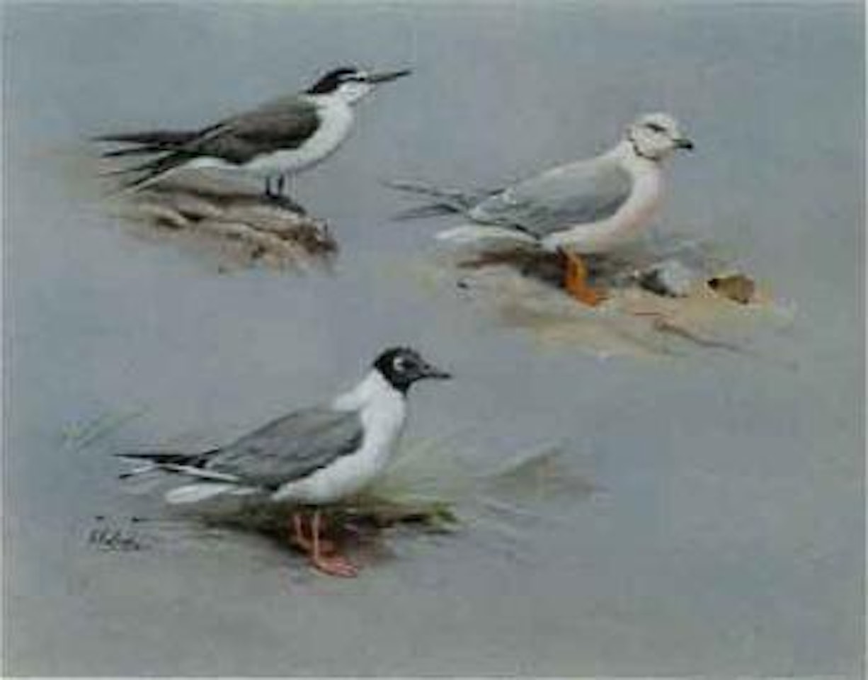 Bridled Tern, Bonaparte's Gull and Ross's Gull by George Edward Lodge