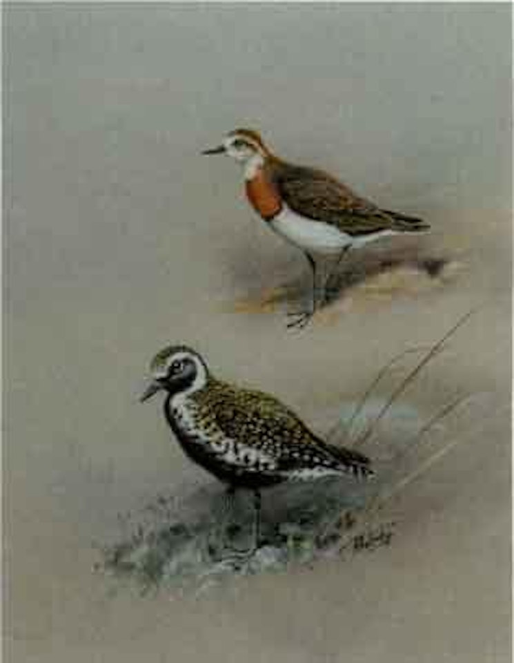 Caspian plover and a Asiatic golden plover by George Edward Lodge