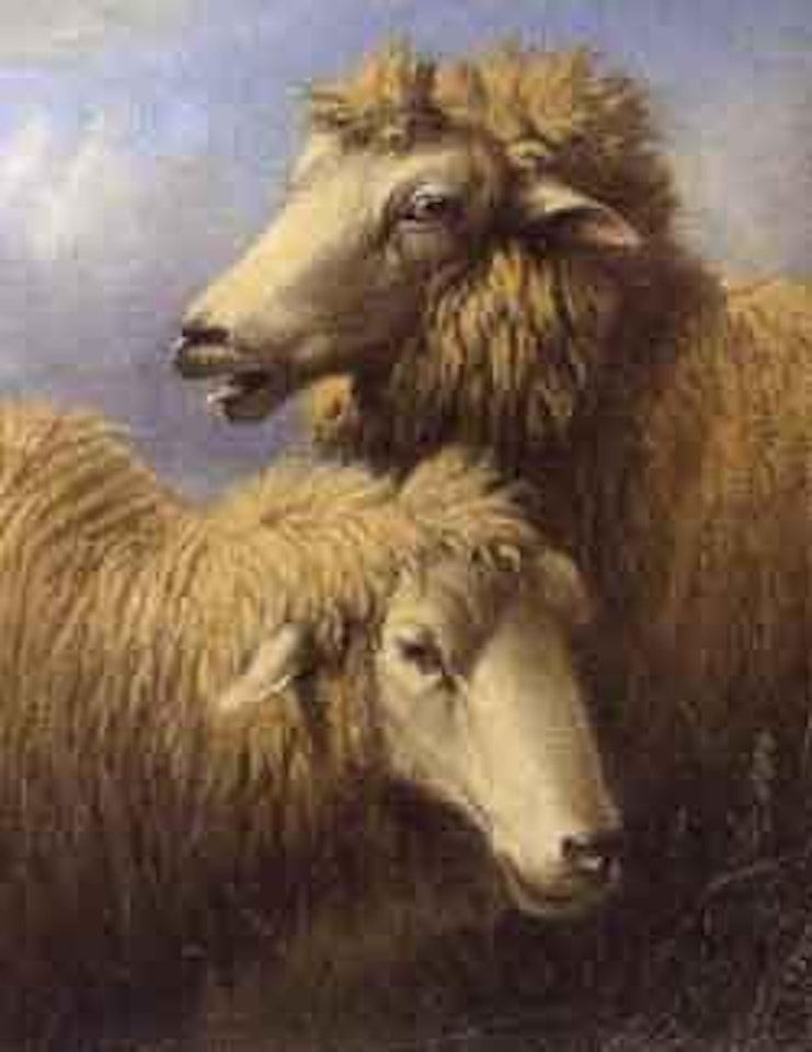 Study of two sheep by Thomas Sidney Cooper