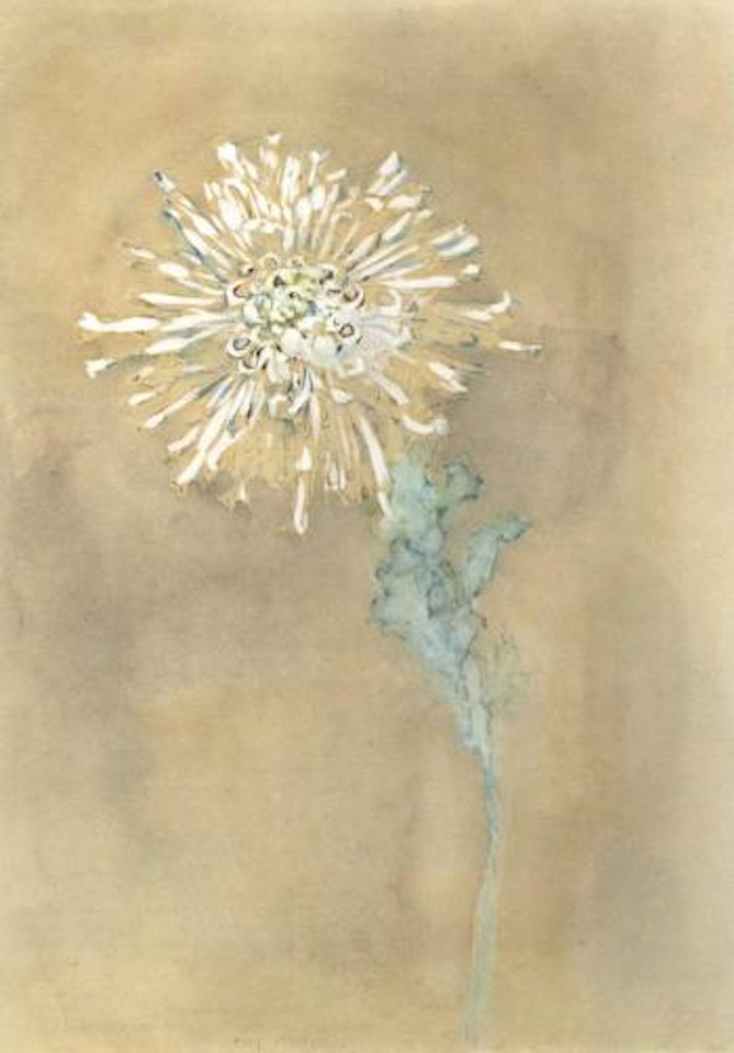 Chrysanthemum by Piet Mondrian