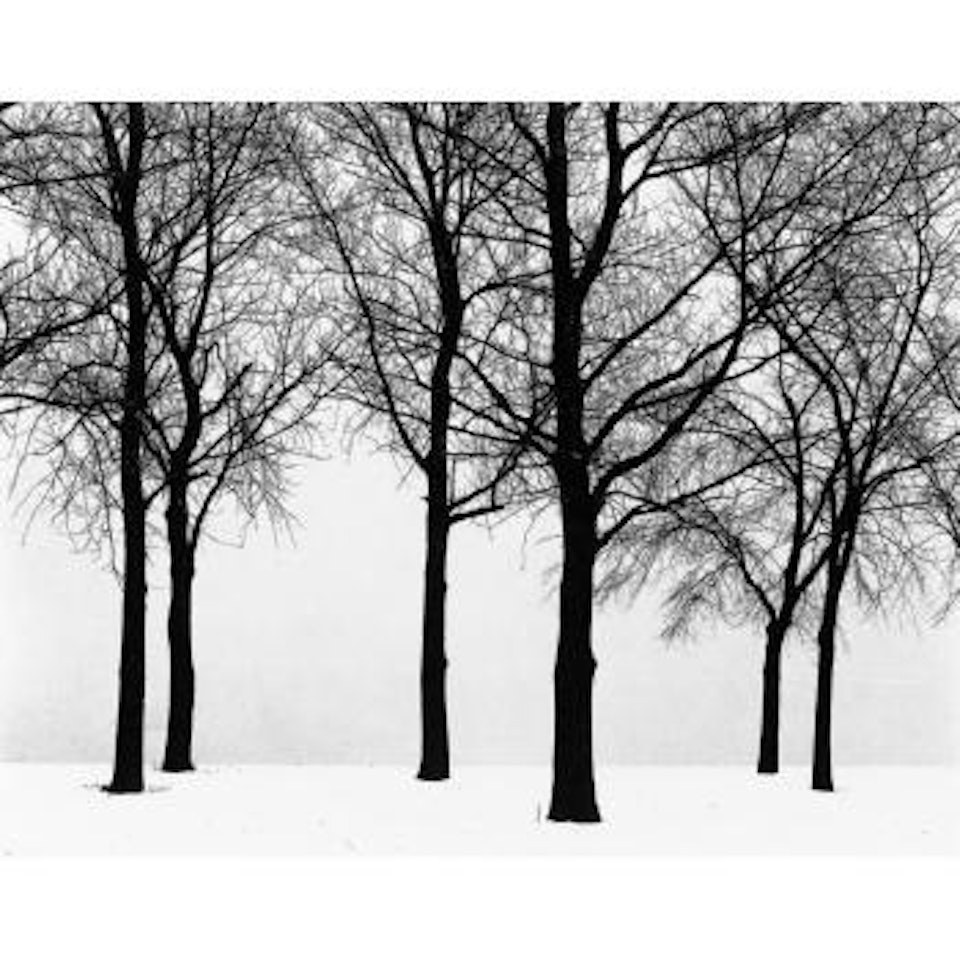 Chicago, trees in snow by Harry Callahan