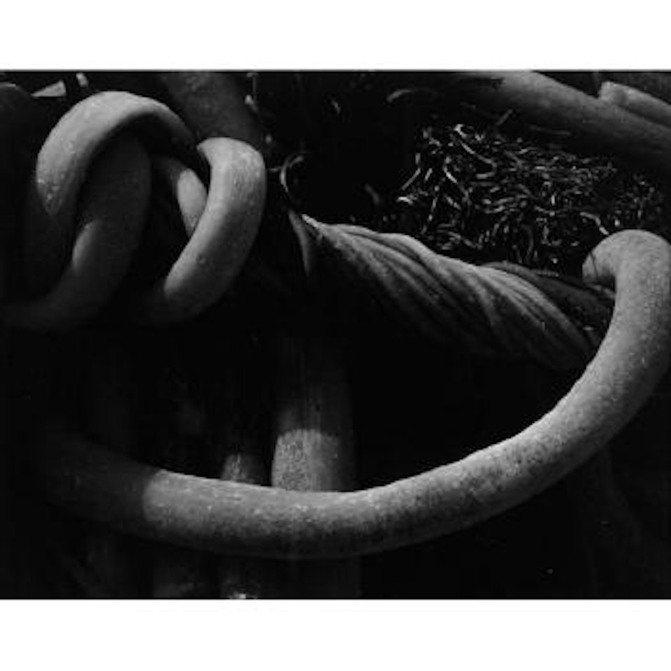 Kelp by Edward Weston