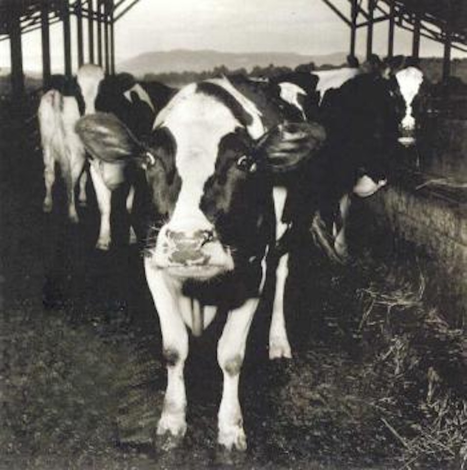 Electric cow by Peter Hujar