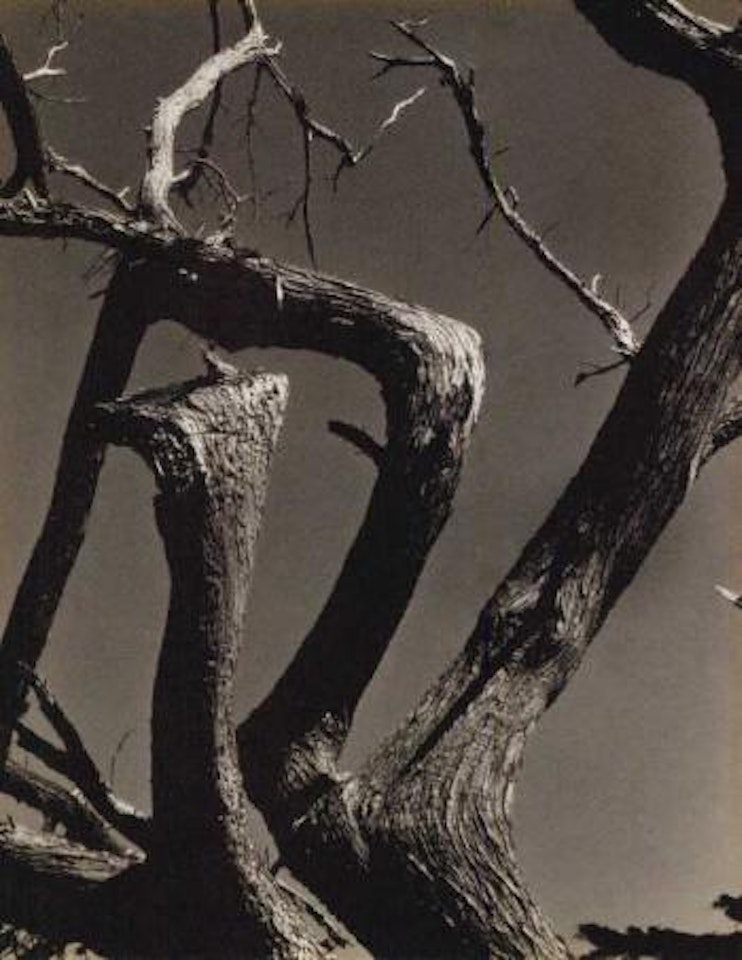 Cypress, Point Lobos by Edward Weston