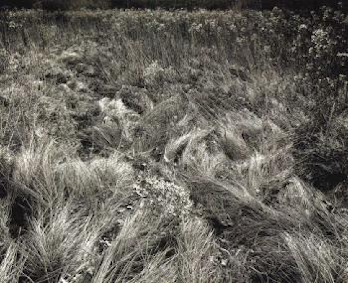 Grasses by Harry Callahan