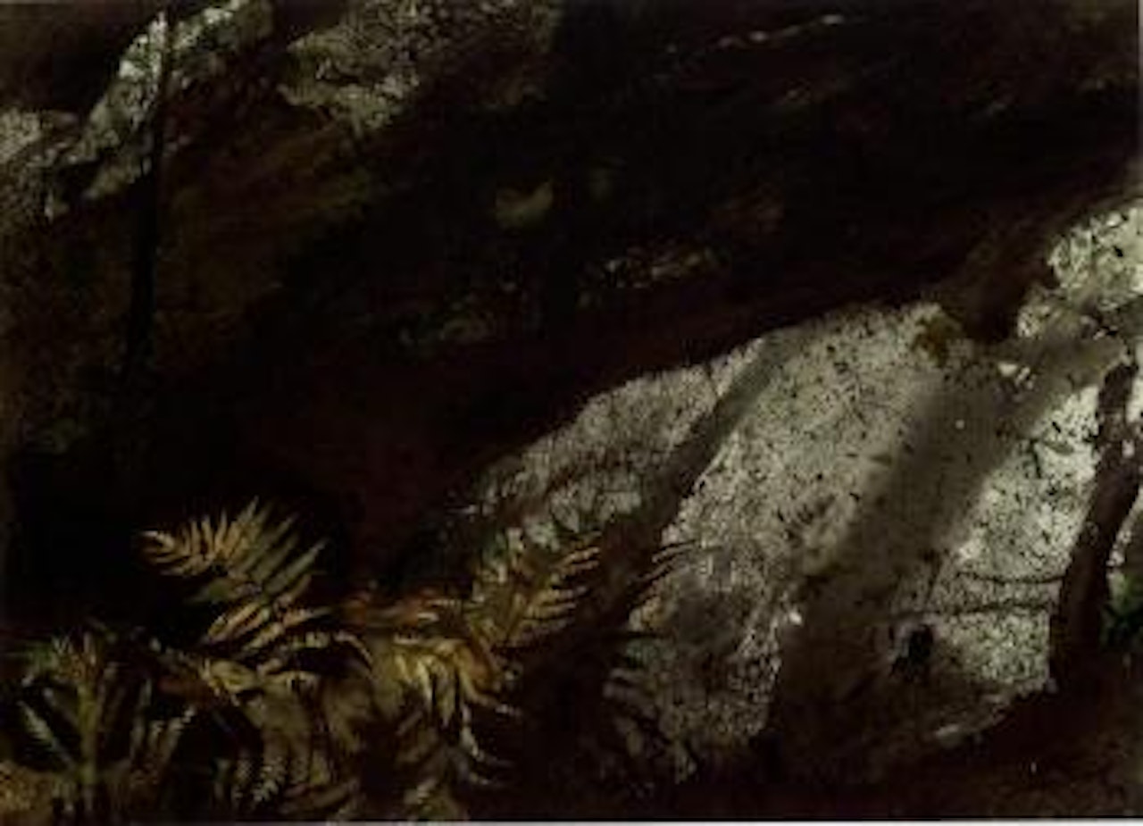 Deep woods by Andrew Wyeth