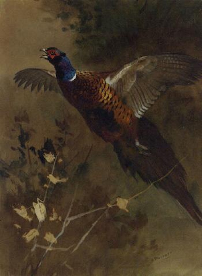 Cock pheasant in flight by Archibald Thorburn
