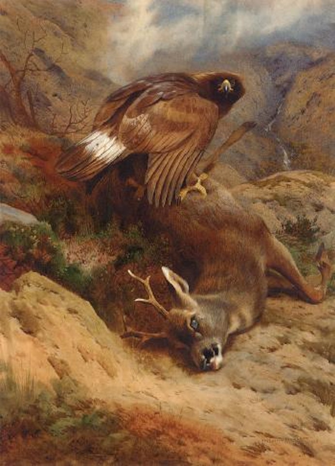 Lost roe by Archibald Thorburn