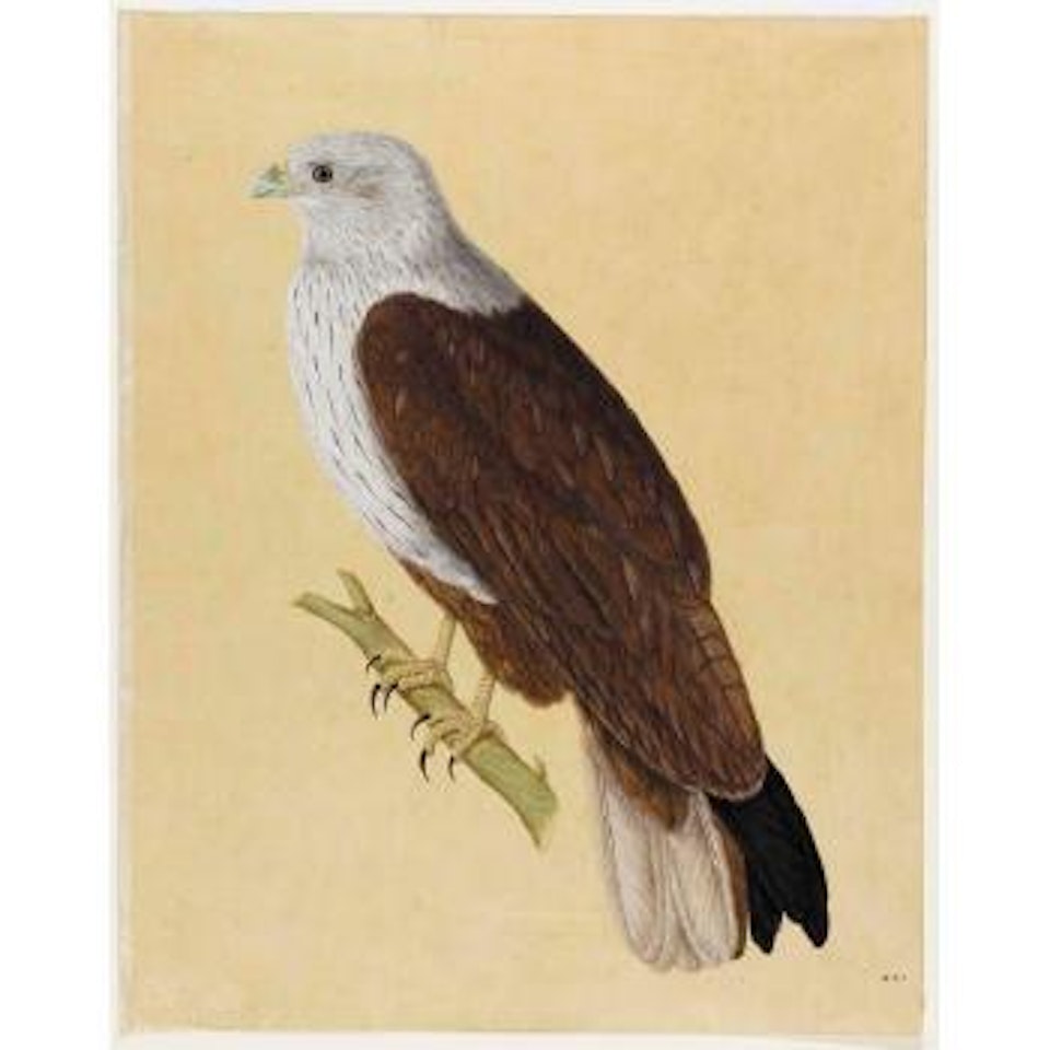 Male shikra, on a perch by Mughal School