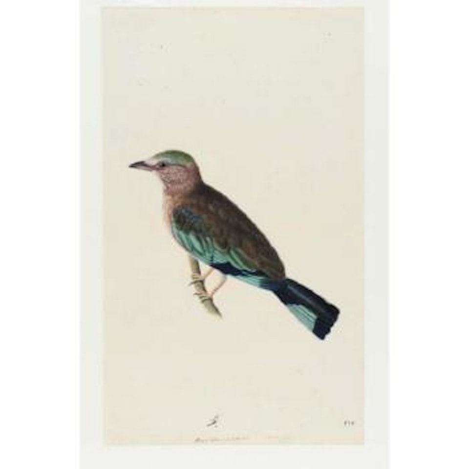 Blue jay by Mughal School
