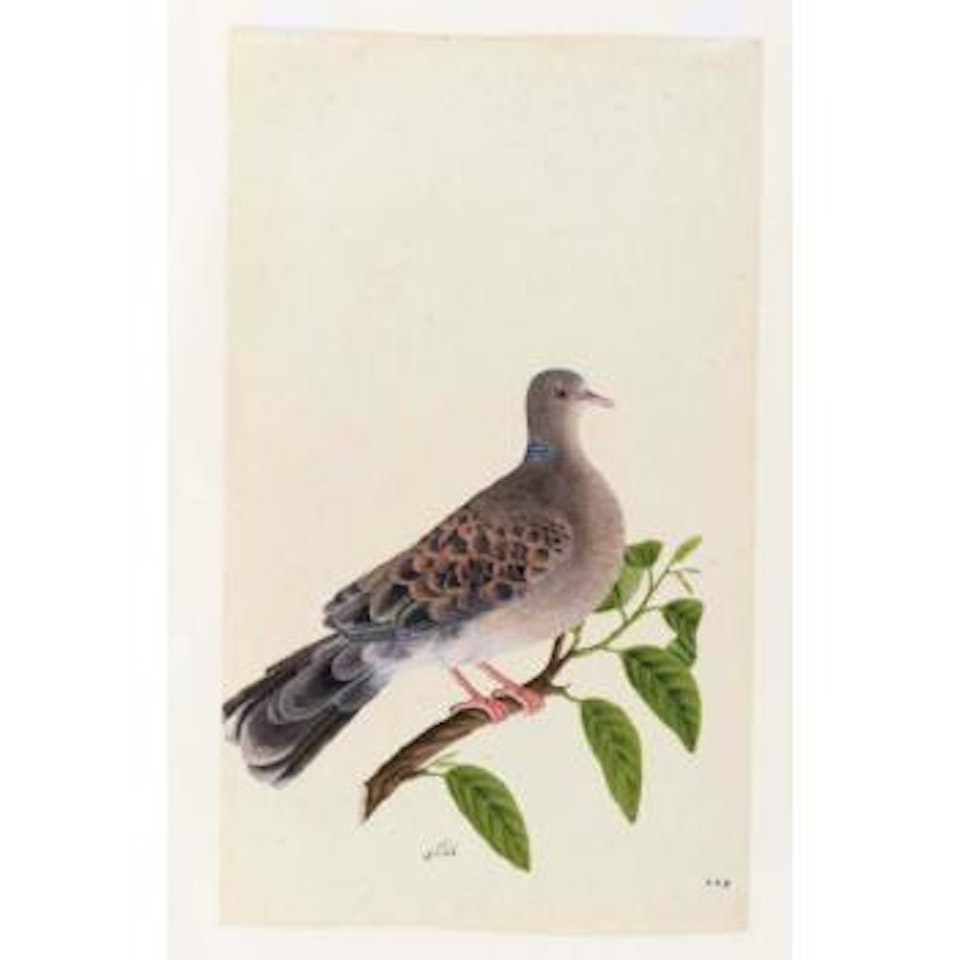 Dove, possibly the rufous turtle dove on a branch by Mughal School