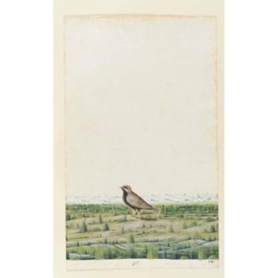 Blackbellied finch lark in grassland by Mughal School