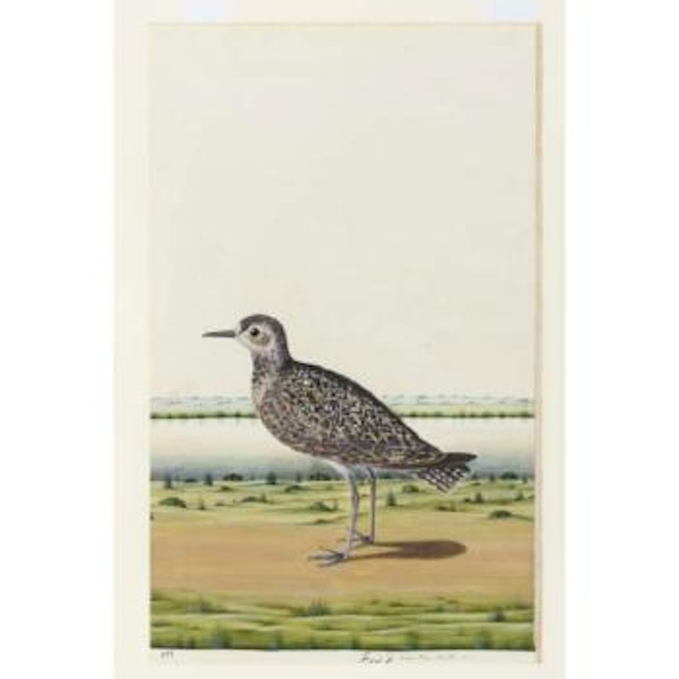 Golden plover, on a riverbank by Mughal School