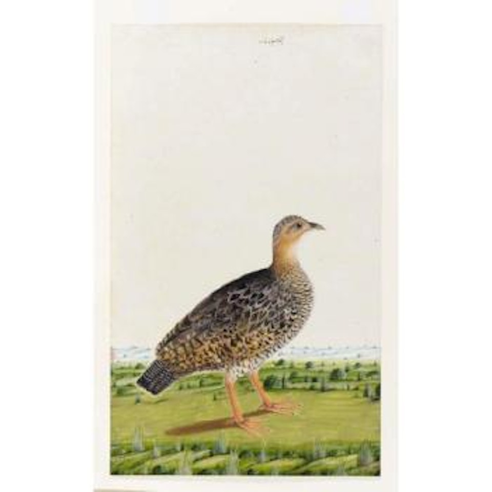 Male black partridge in a landscape by Mughal School