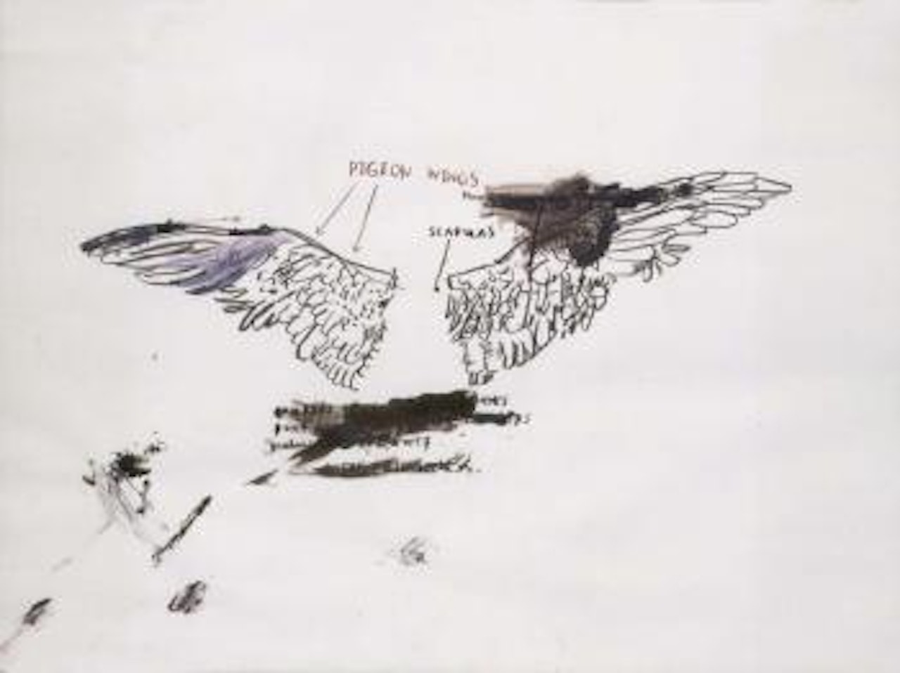 Pigeon anatomy by Jean-Michel Basquiat