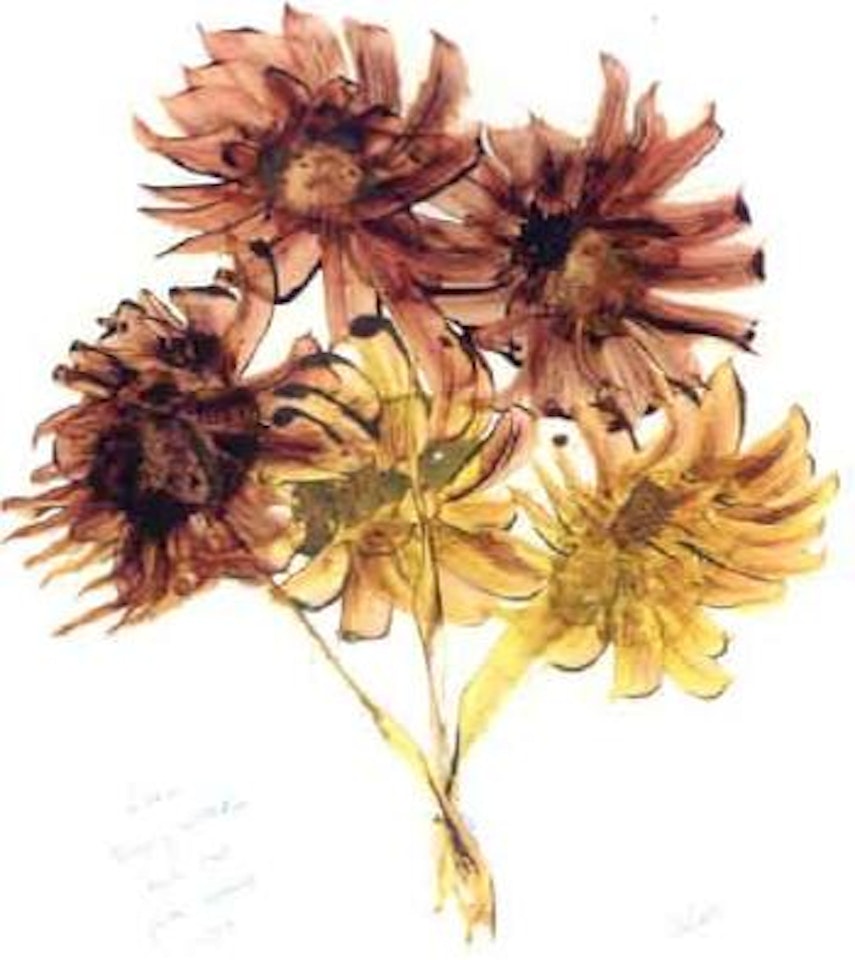 Australian flowers by Sidney Nolan