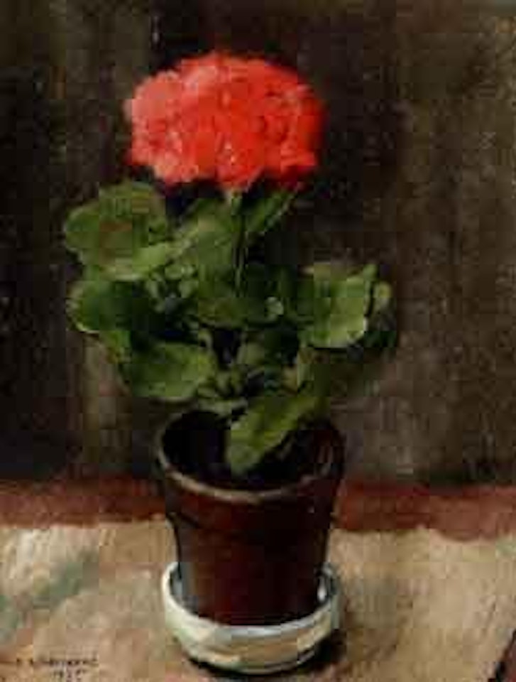 Pelargonium in pot by Olle Hjortzberg