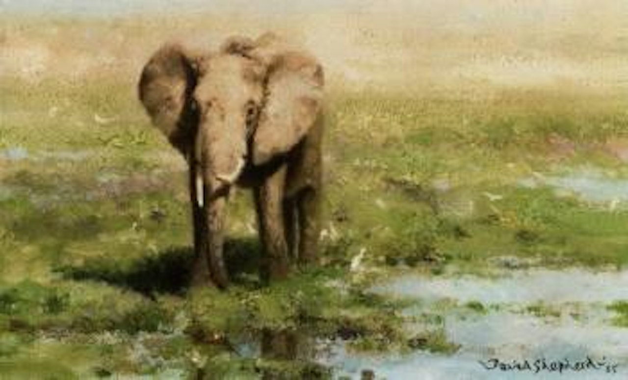 Elephant at a water hole by David Shepherd