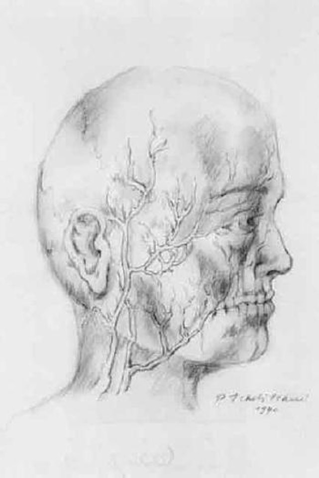 Anatomical study, head by Pavel Tchelitchew