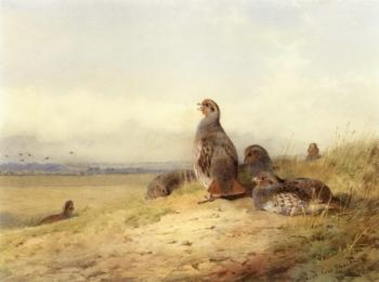 Red partridges by Archibald Thorburn