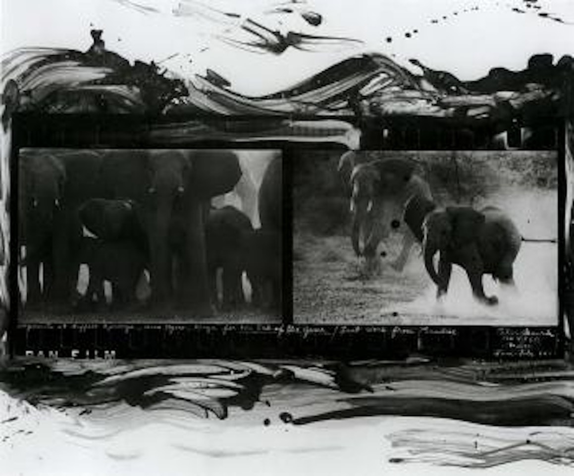 Elephants at Buffalo Springs, Uaso Nyiro, Kenya by Peter Beard