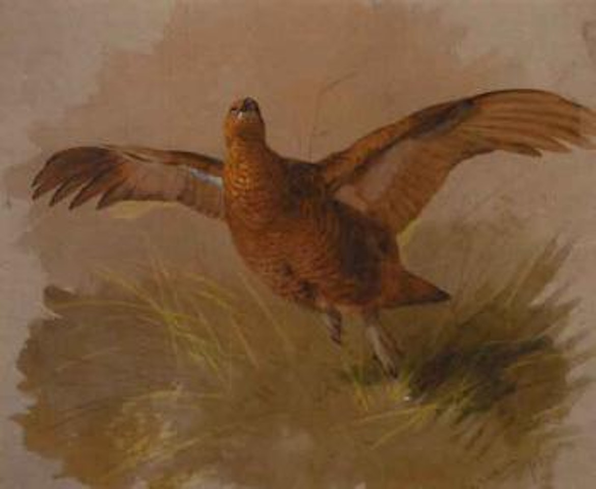 Grouse in flight by Archibald Thorburn