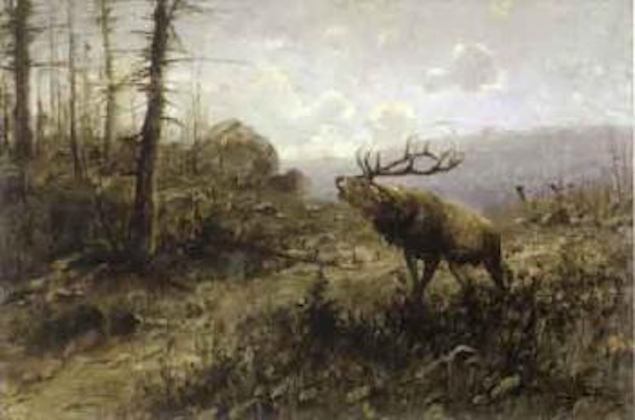 Glacier elk by John Fery