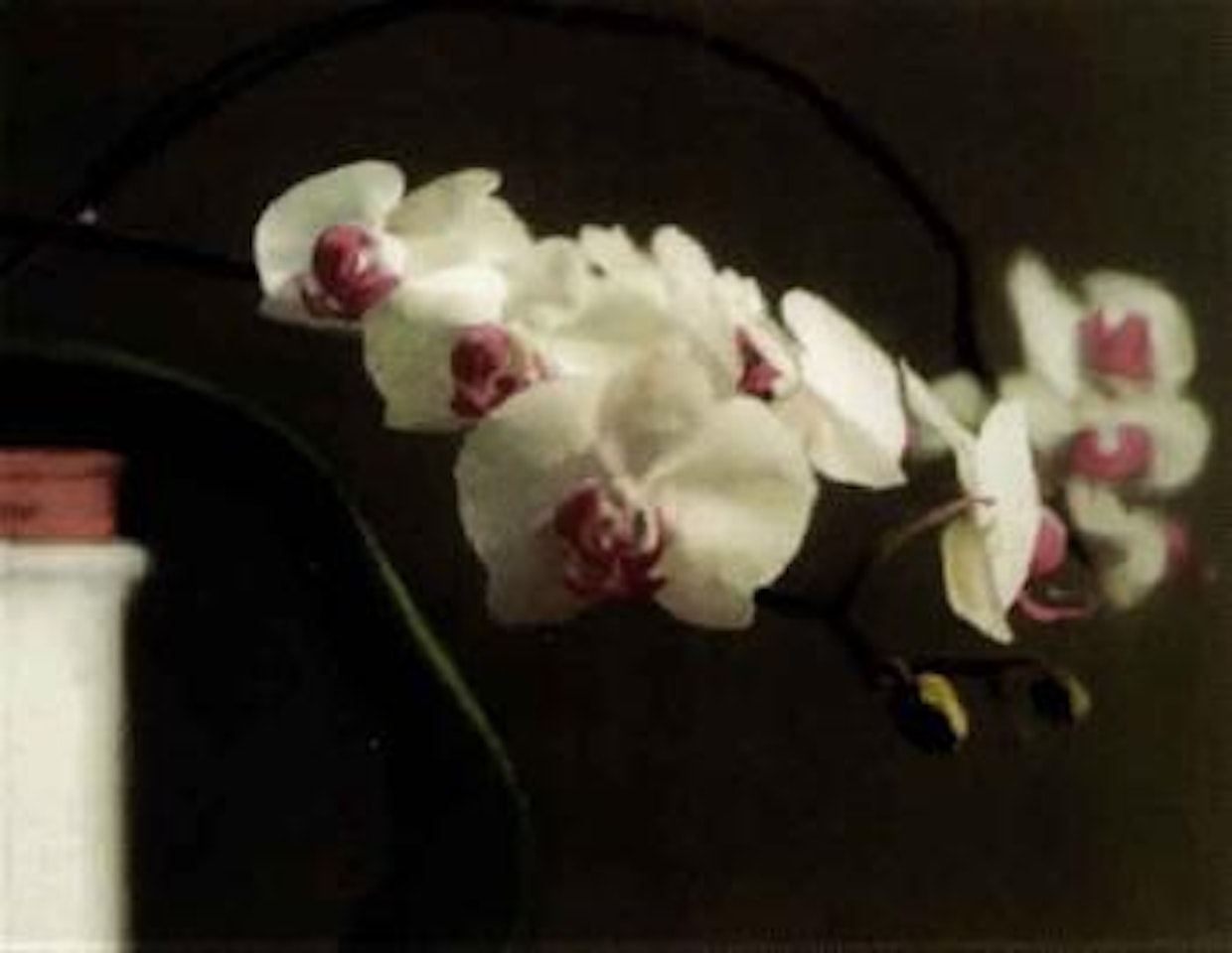 Orchid, version 1 by Gerhard Richter