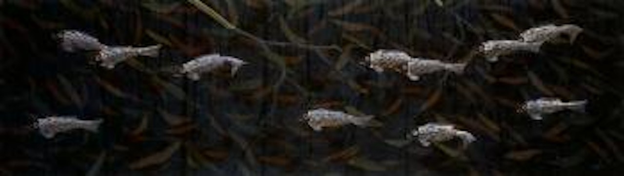 Nininyi guyi, little fish by Lin Onus