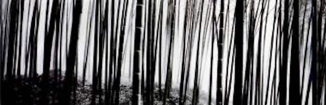 Bamboo forest by Russel Wong