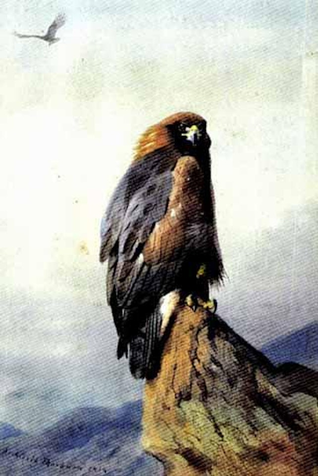 Golden eagle by Archibald Thorburn