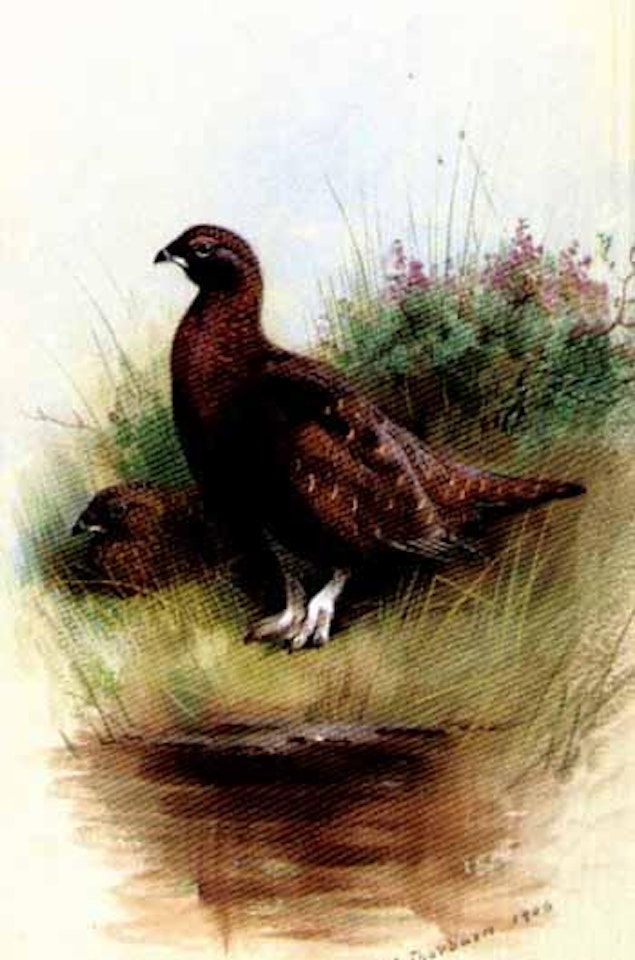 Cock and hen red grouse by Archibald Thorburn