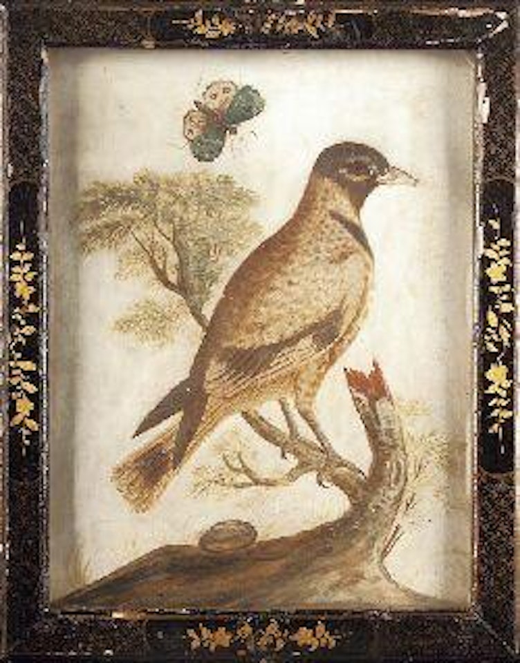 Black-headed Indian Icterus. White Chinese cock pheasant. Partridge. Quan by Samuel Dixon