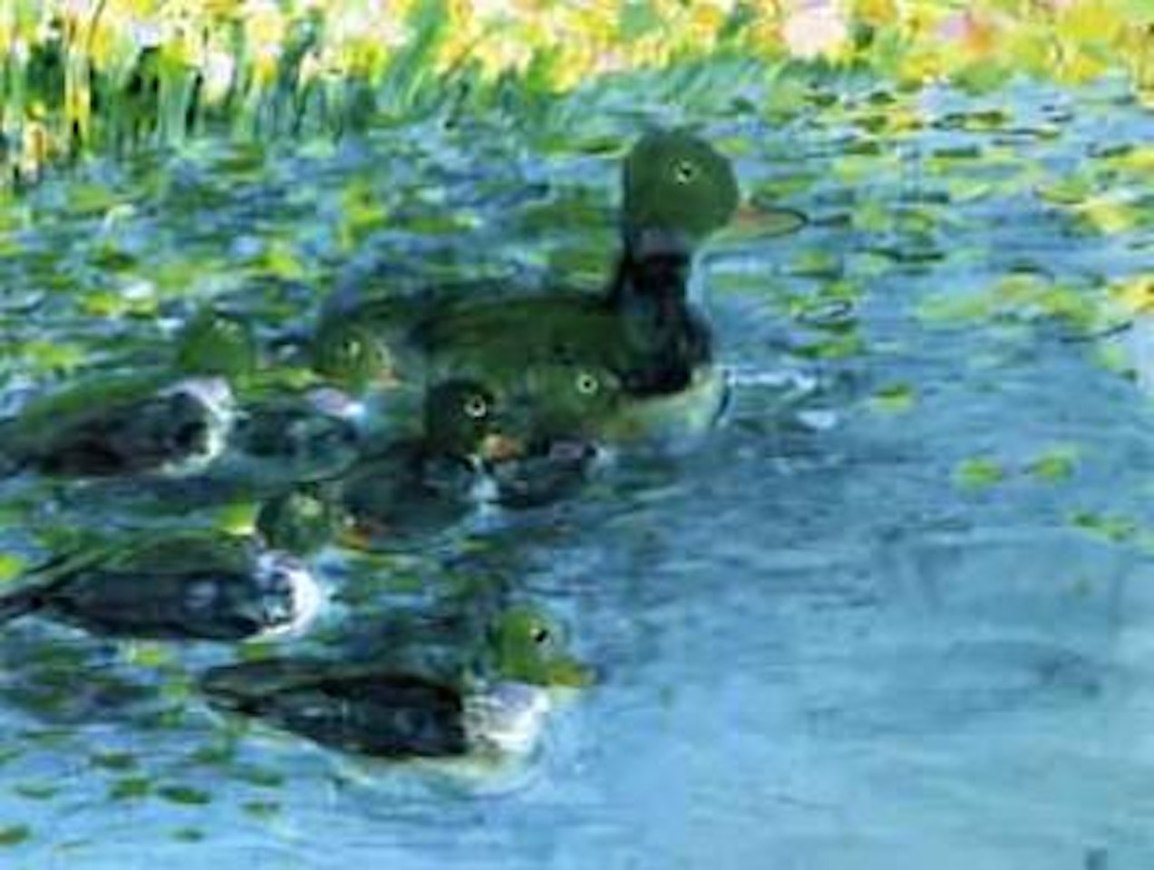 Ducks by Walasse Ting