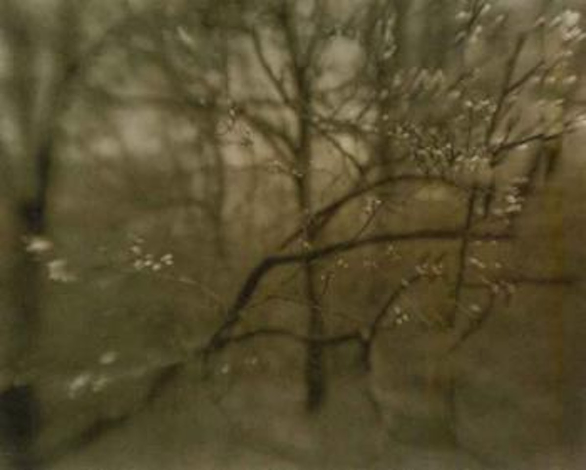 Blossom by Josef Sudek