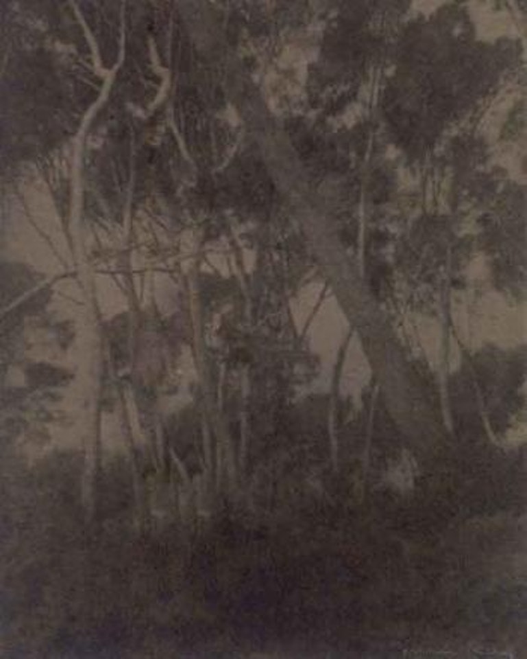 Untitled, forest by Man Ray