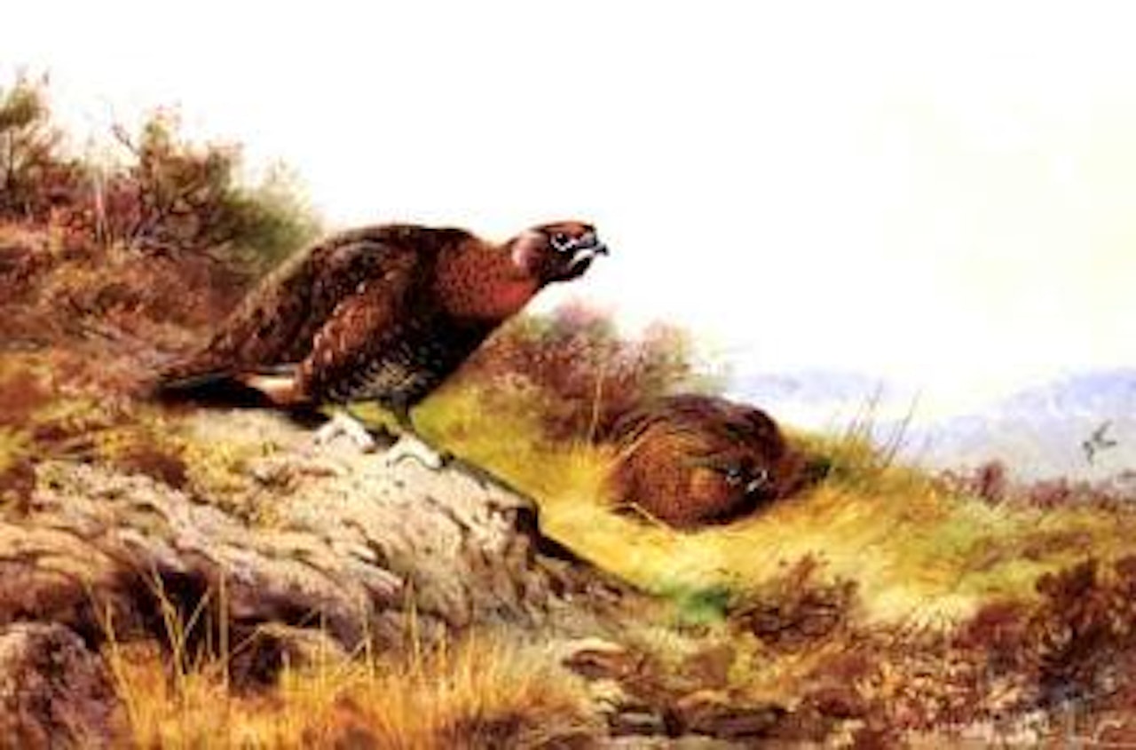 Red grouse on the moor by Archibald Thorburn