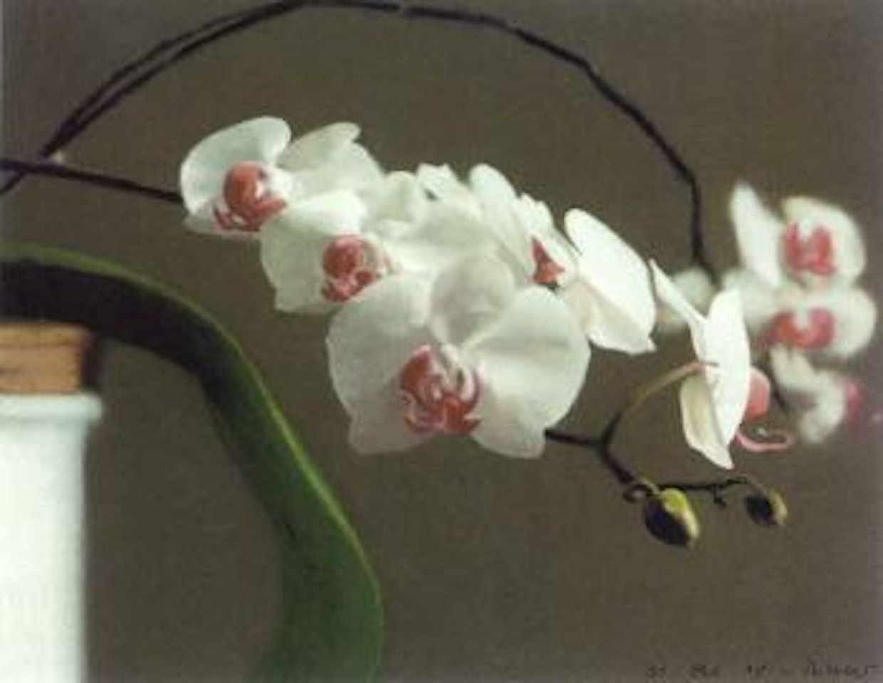 Orchids (Version 1) by Gerhard Richter