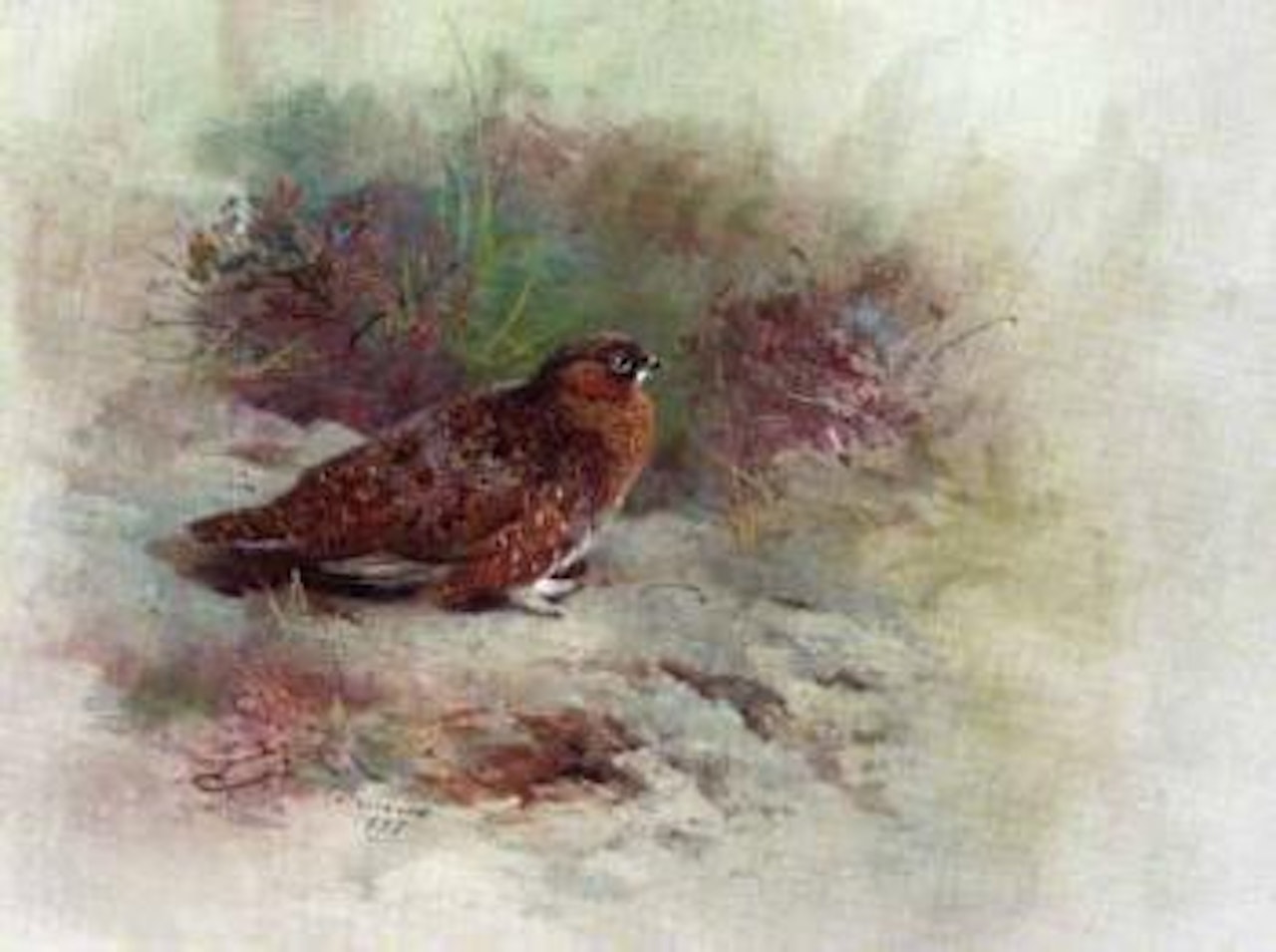 Grouse by Archibald Thorburn