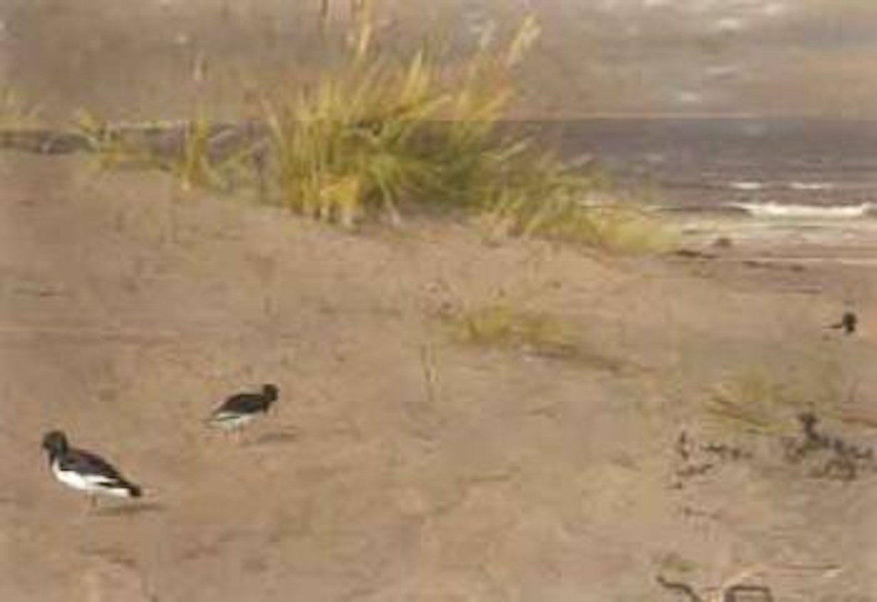 Oystercatchers on the dunes by Archibald Thorburn