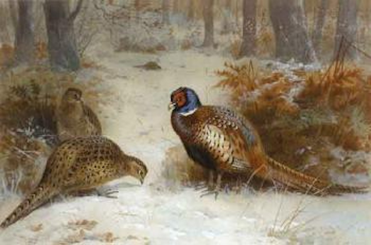 Pheasants foraging in a snowy wood by Archibald Thorburn