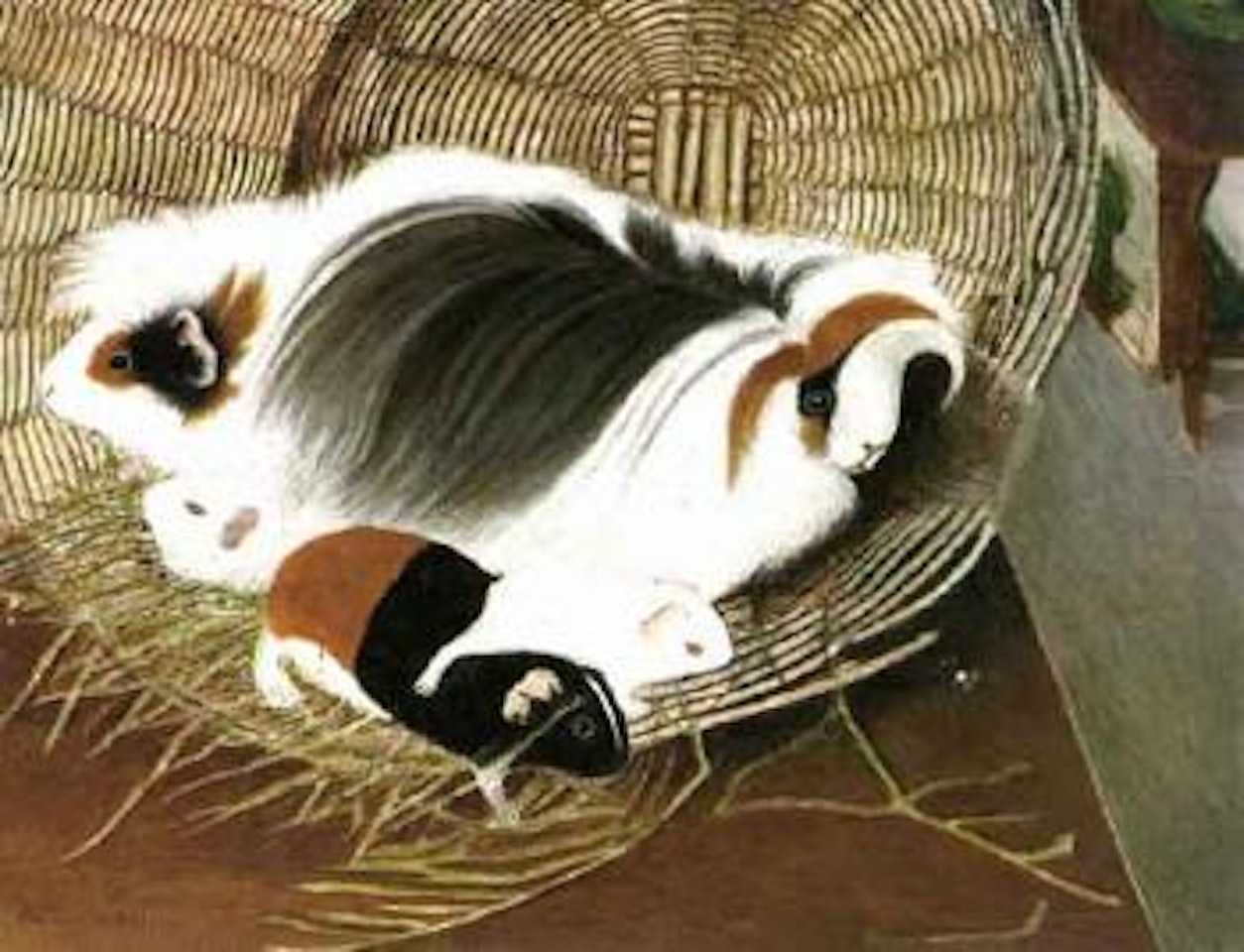 Guinea pigs by Adolf Dietrich