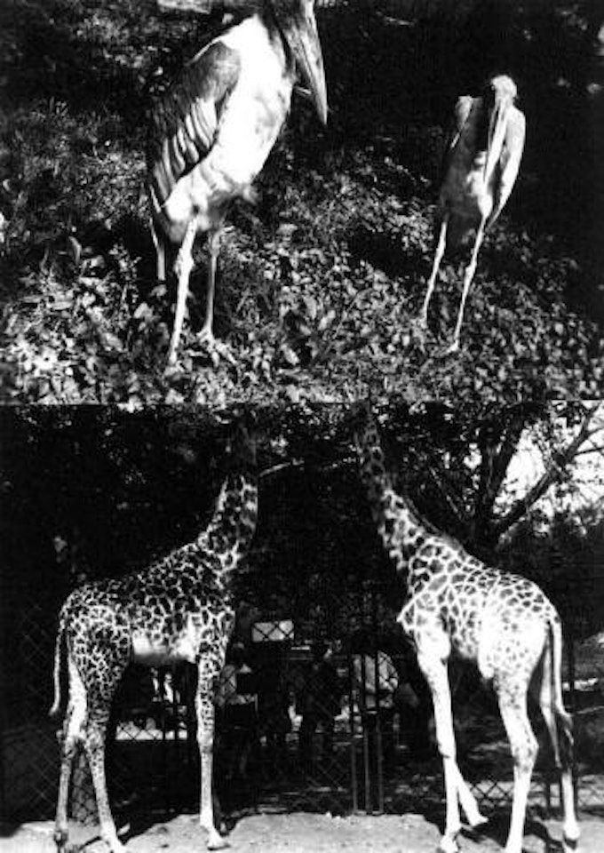 Zoo, pelicans and giraffes by Alexander Rodchenko