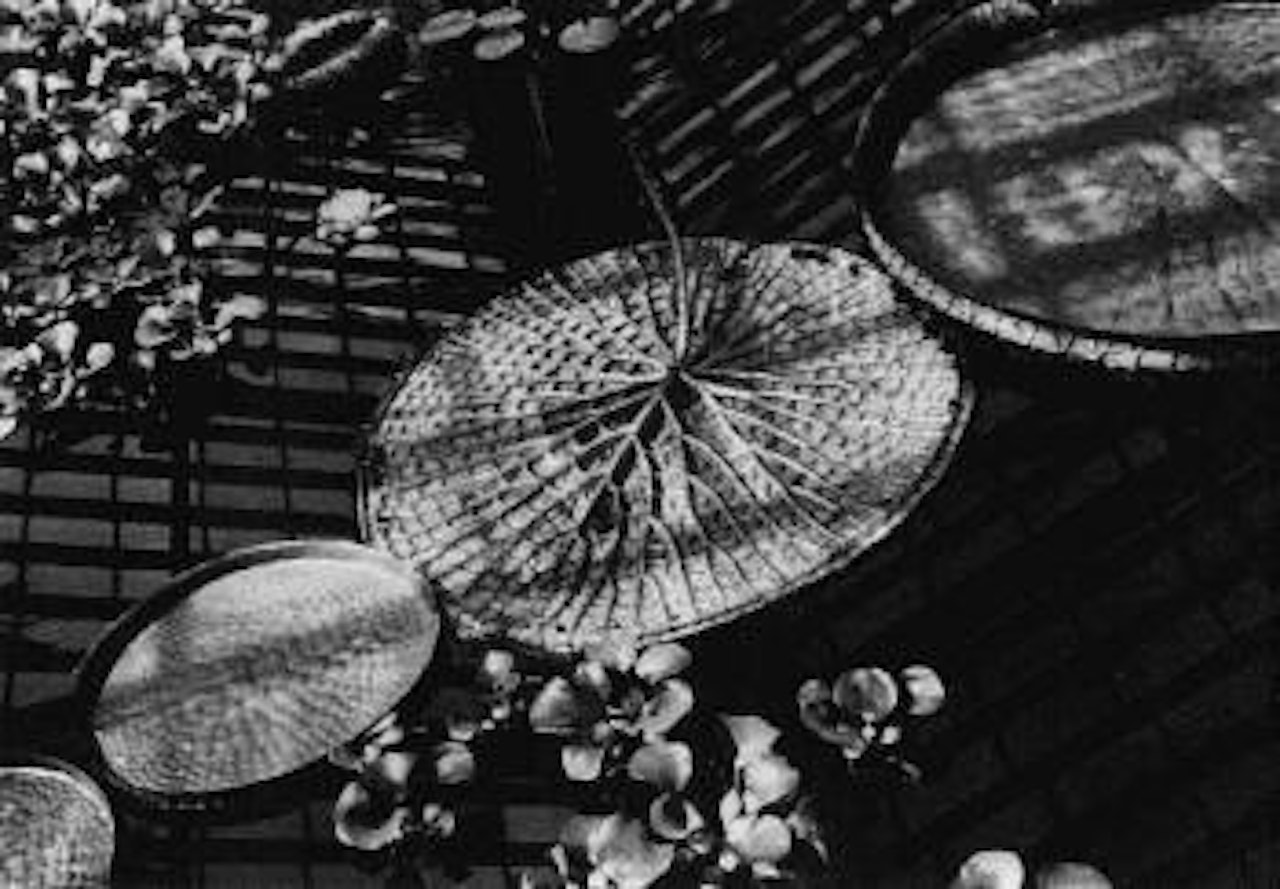 Botanical Garden, tropical leaves floating on water, 1929 by Alexander Rodchenko